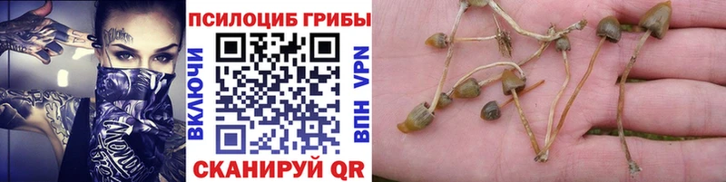 Псилоцибиновые грибы прущие грибы  продажа наркотиков  Ессентукская 